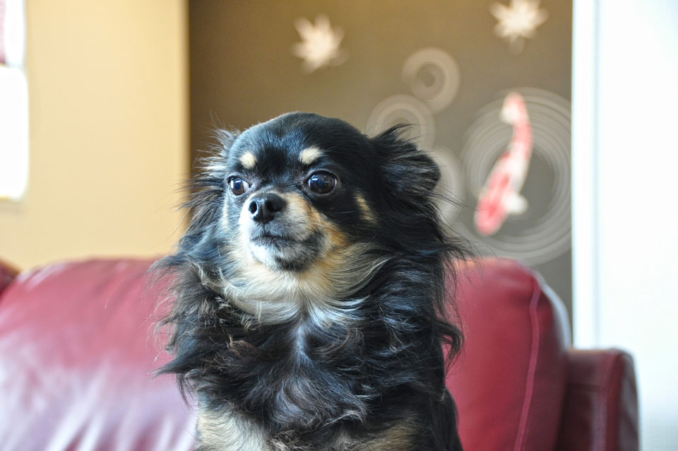 浮田工務店お施主様の犬